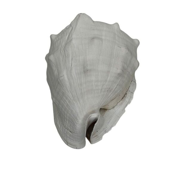 Seashell Helmet Conch Shell Cassis Cornuta Rare Beach Ocean Nautical Decor - Picture 9 of 11